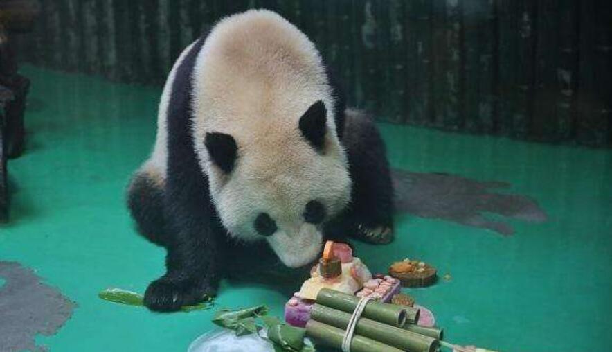 可爱的动物作文300字-大熊猫.jpg