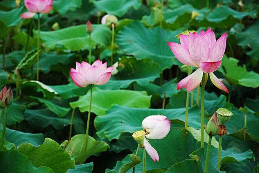 夏天的荷花.jpg 夏天的荷花.jpg