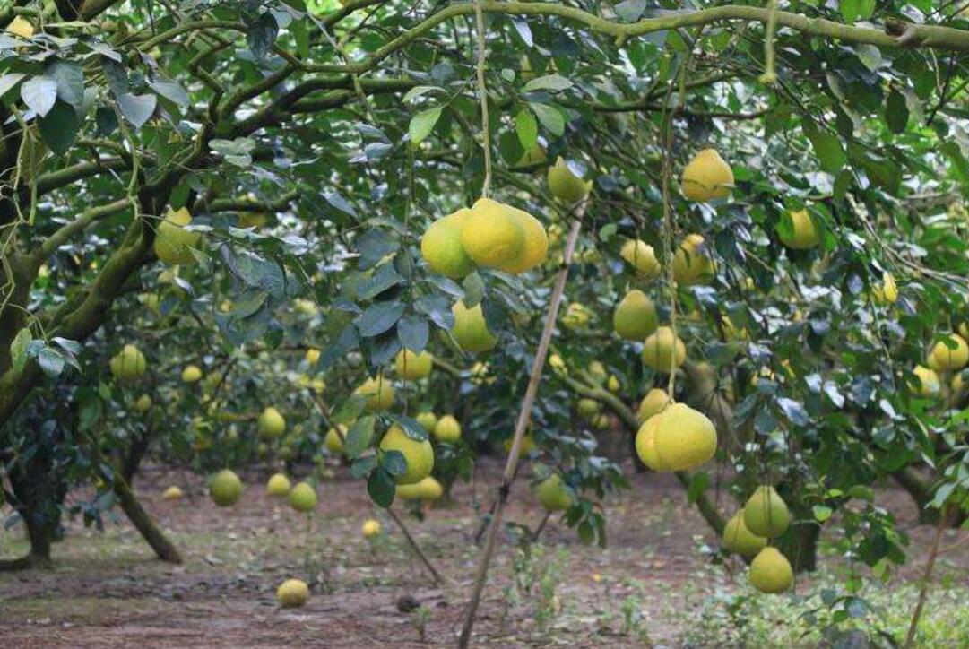 我家的柚子树.jpg