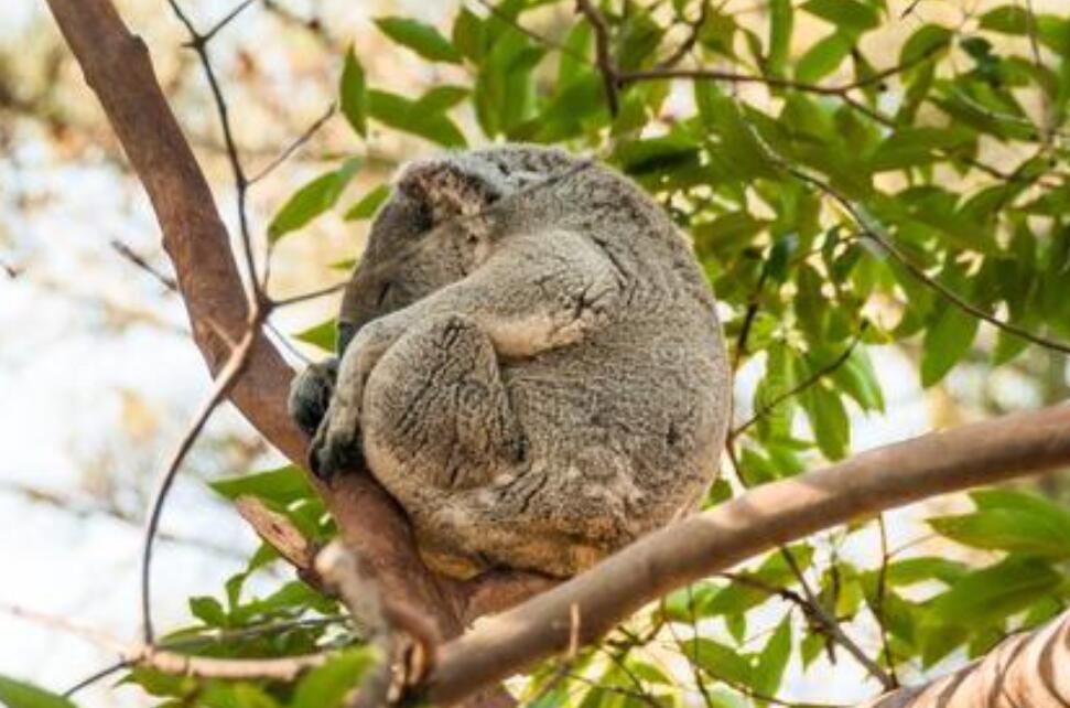 考拉的自述.jpg 考拉的自述.jpg