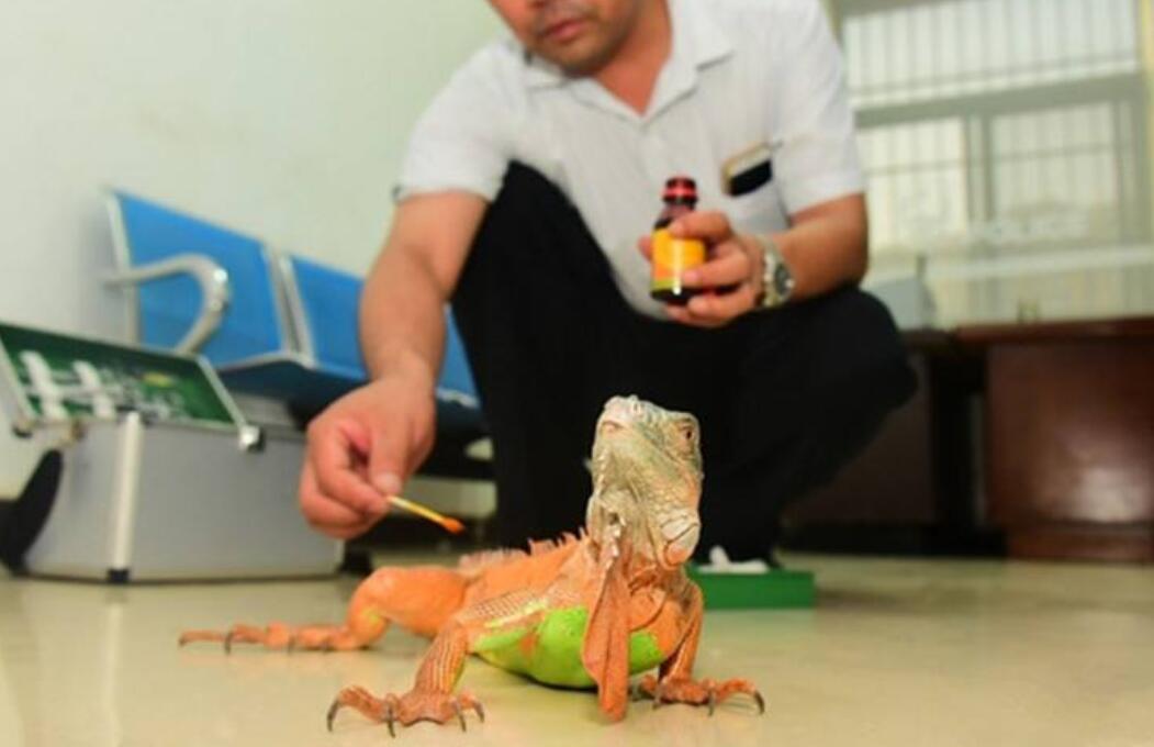 家里来了不速之客.jpg 家里来了不速之客.jpg