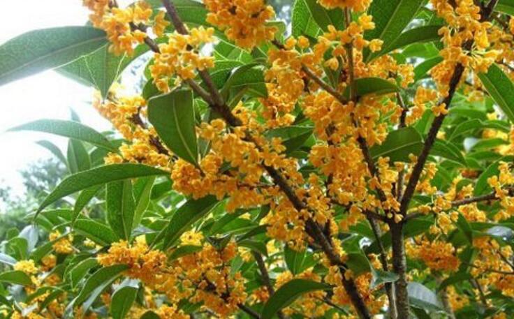 秋天里的桂花.jpg 秋天里的桂花.jpg