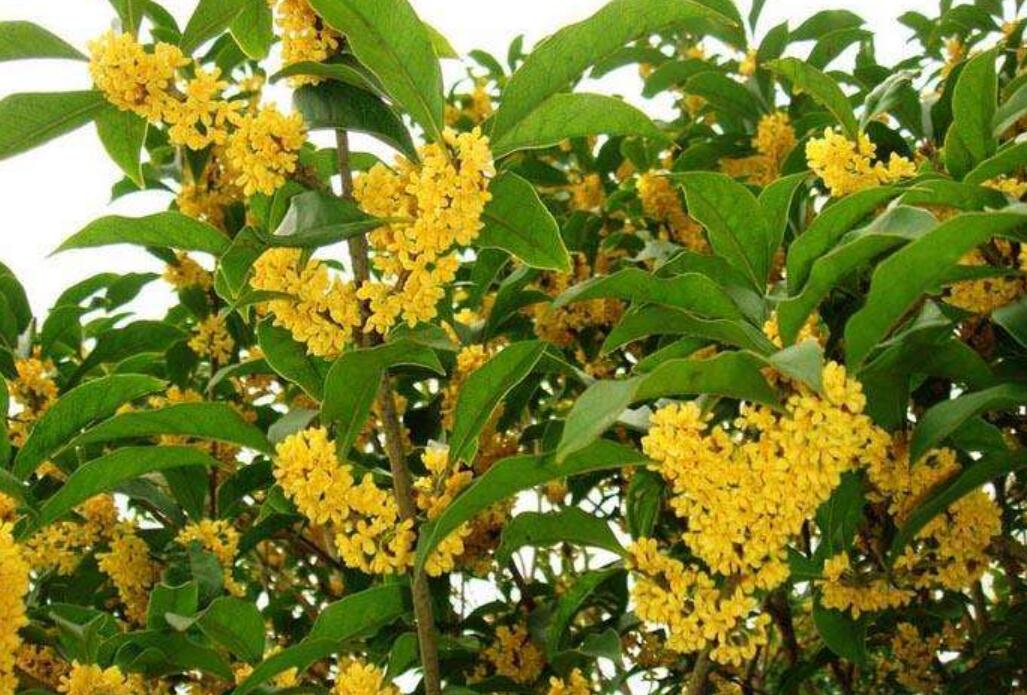 桂花.jpg 桂花.jpg