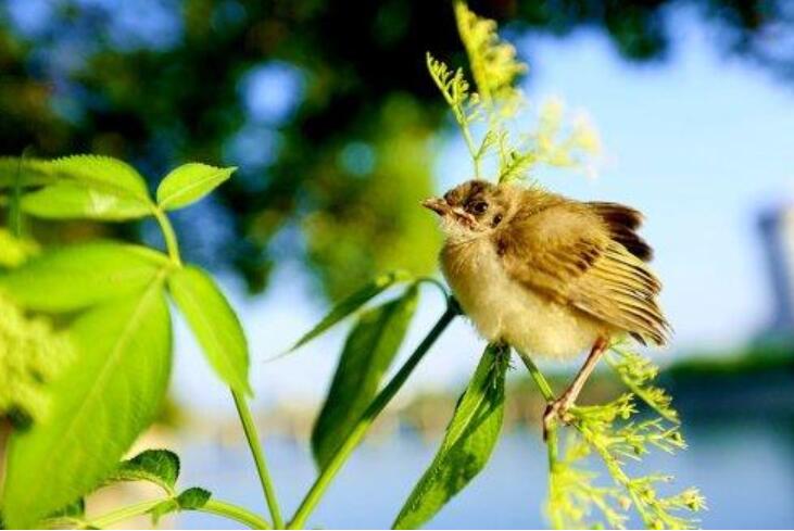 小鸟学不好.jpg 小鸟学不好.jpg