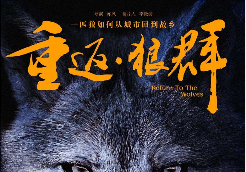 《重返狼群》读后感300字