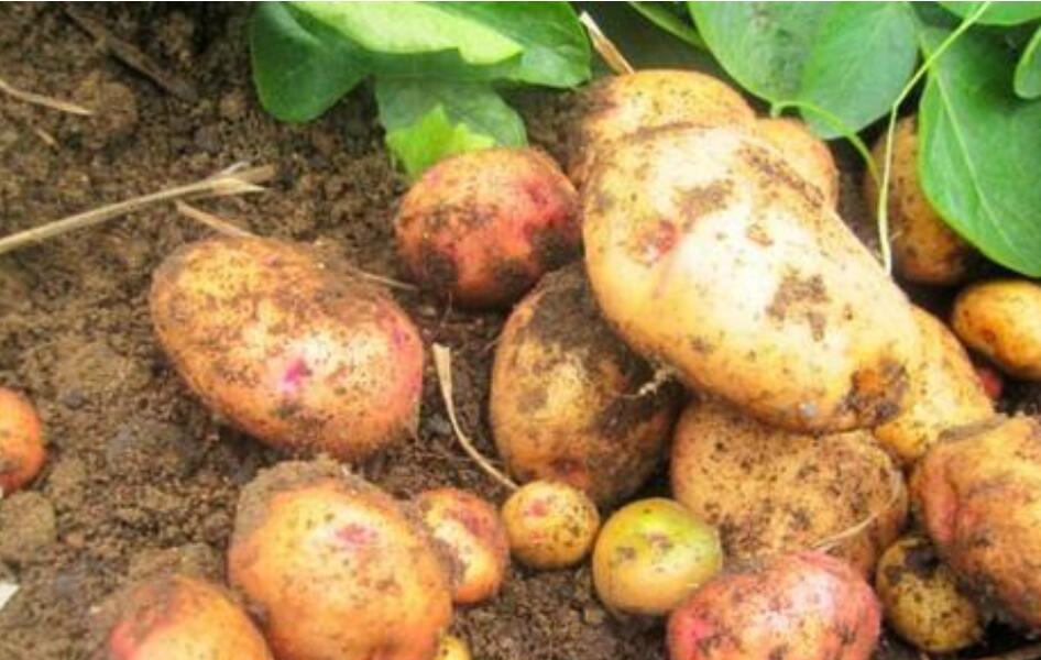 滚来滚去的土豆.jpg 滚来滚去的土豆.jpg