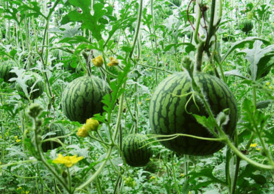 介绍西瓜.jpg 介绍西瓜.jpg