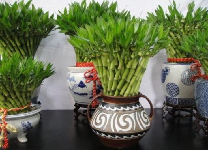 富贵竹.jpg 富贵竹.jpg