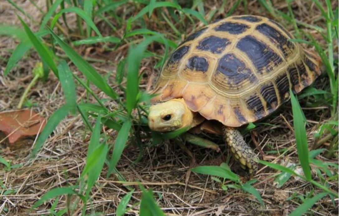 可爱的小乌龟作文700字