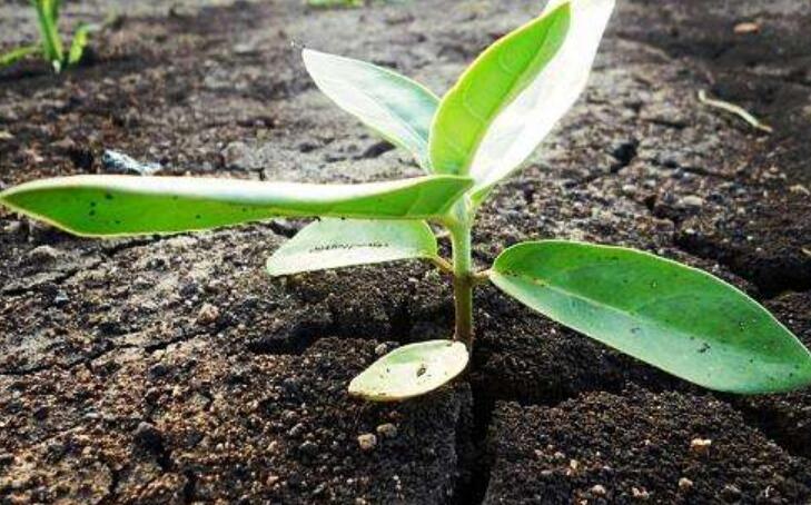 善良的种子作文800字