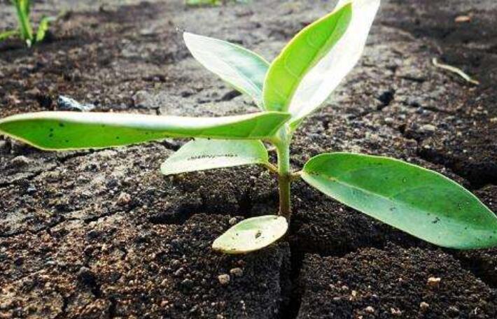 善良的种子作文800字