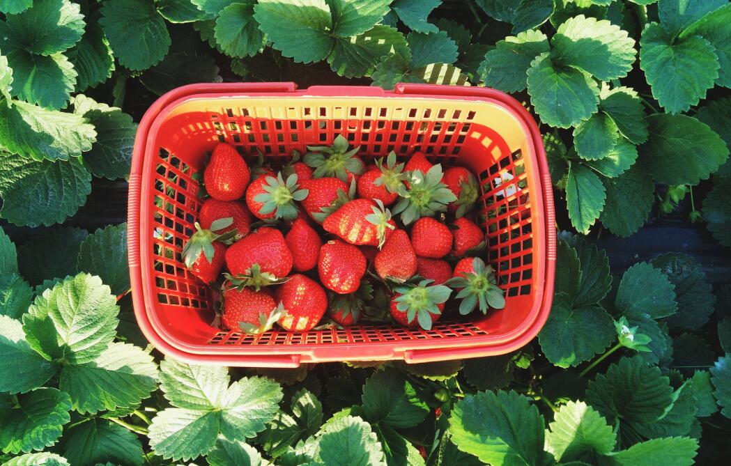 摘草莓作文400字