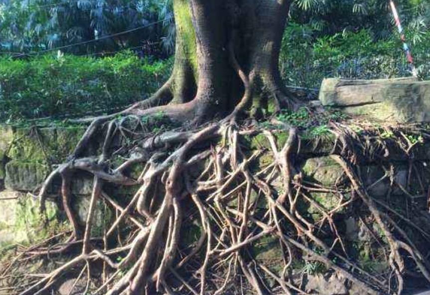 黄桷树作文300字