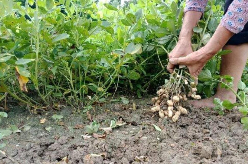 摘花生作文500字