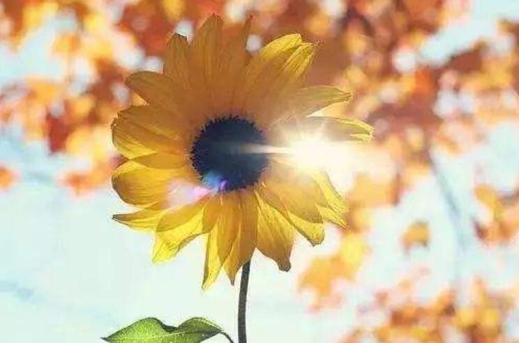 心若向阳何惧风霜作文