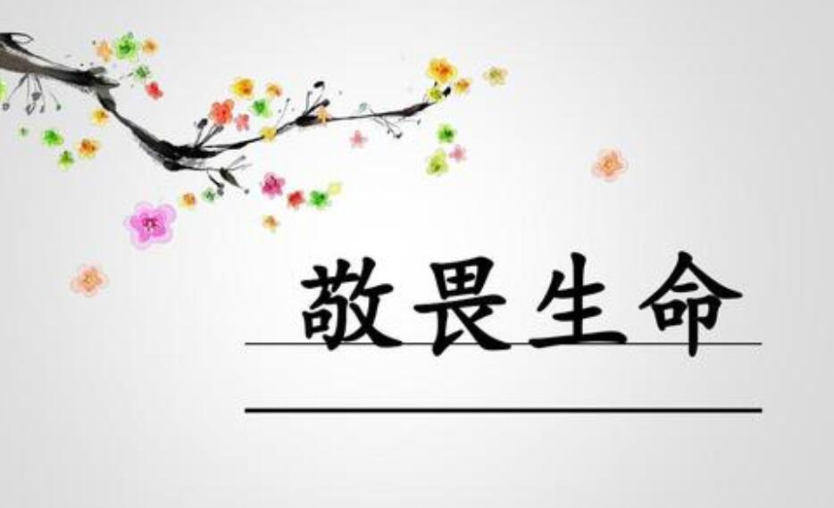 敬畏生命作文500字