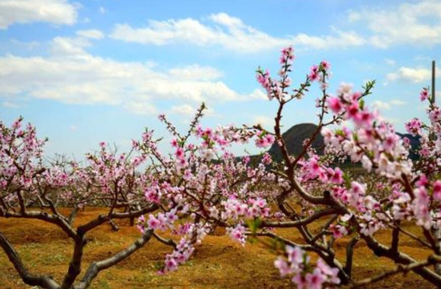 家乡的桃园作文400字