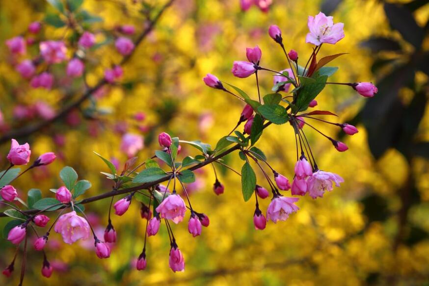 春天的色彩作文700字