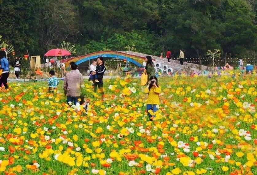 回老家的乐趣作文300字