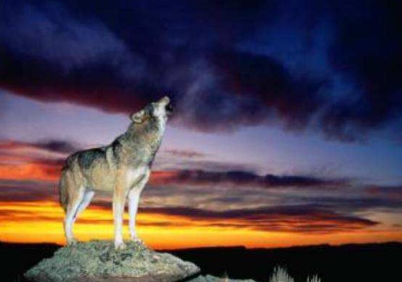 读《狼的智慧》有感500字