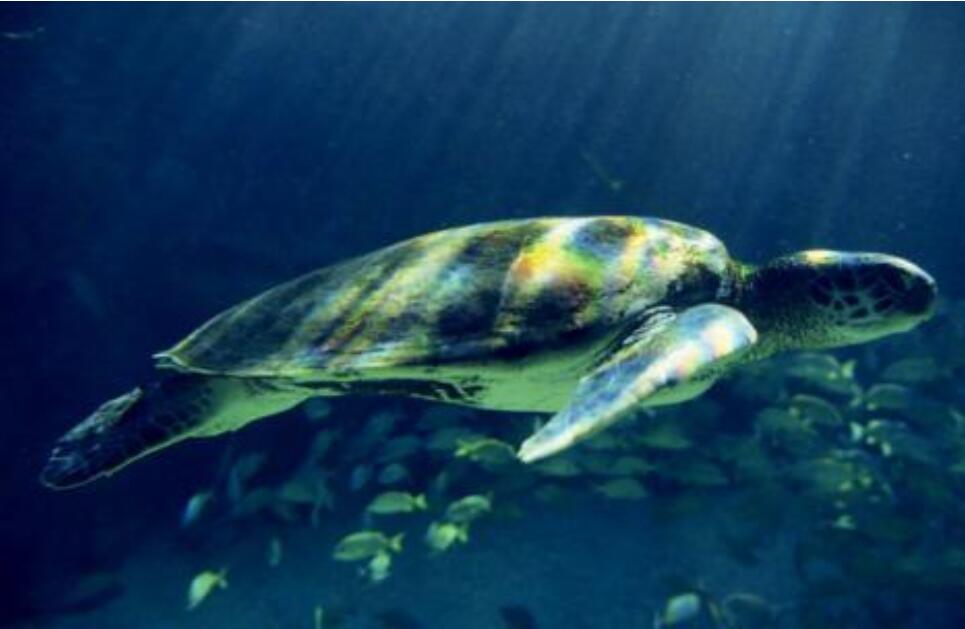 奇妙的海洋生物作文600字