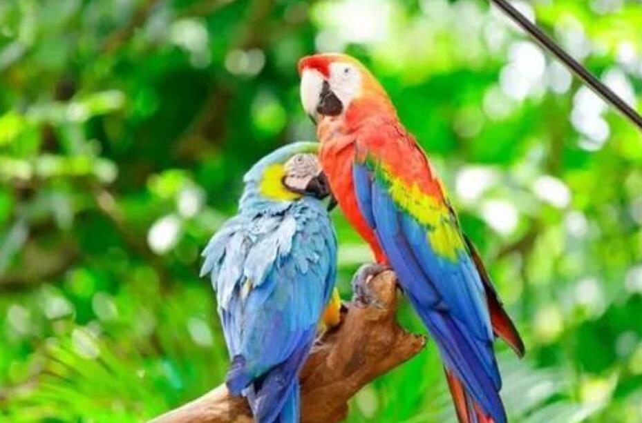 我的动物朋友鹦鹉作文400字