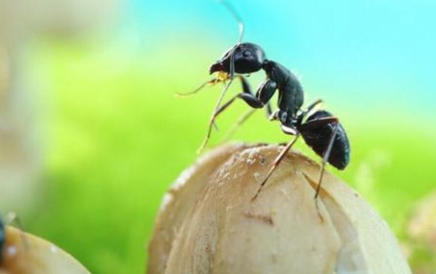 蚂蚁的秘密作文300字