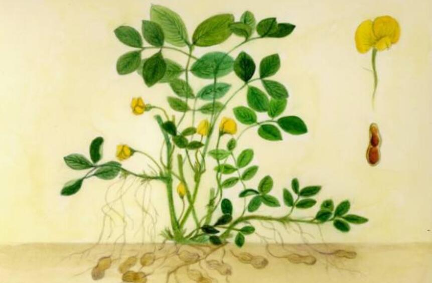 落花生作文800字