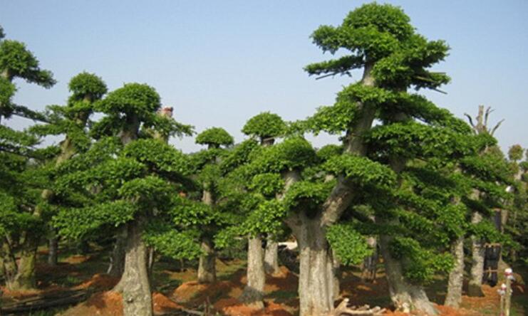 我家门前的榆树作文300字