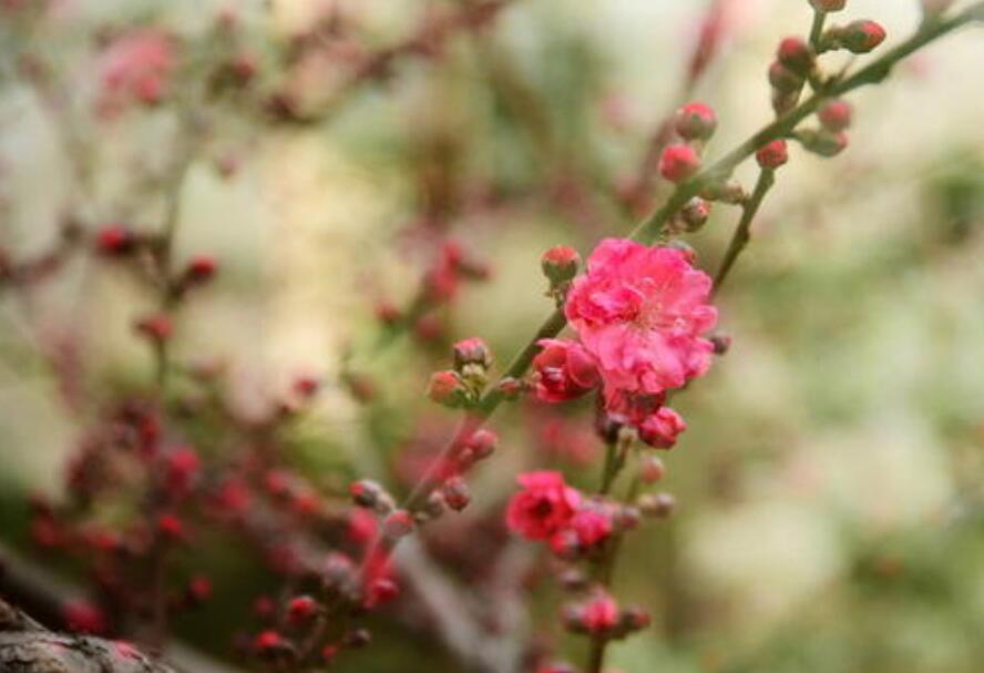 待到春花烂漫时作文800字