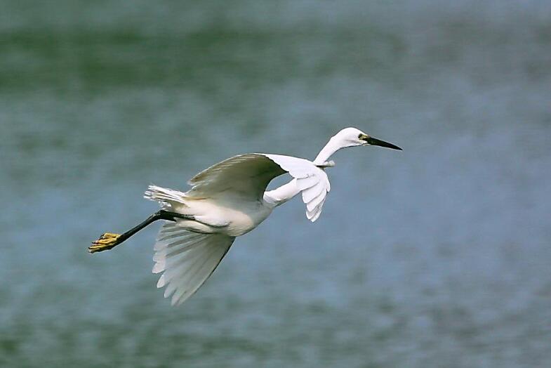 仿写白鹭作文600字