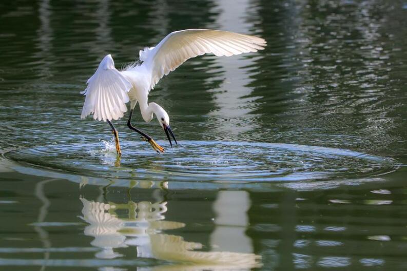 仿写白鹭作文600字