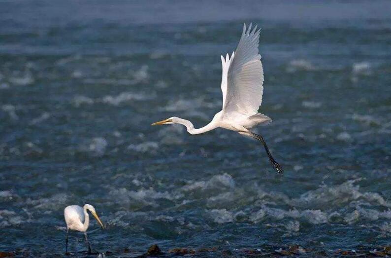 仿写白鹭的作文600字