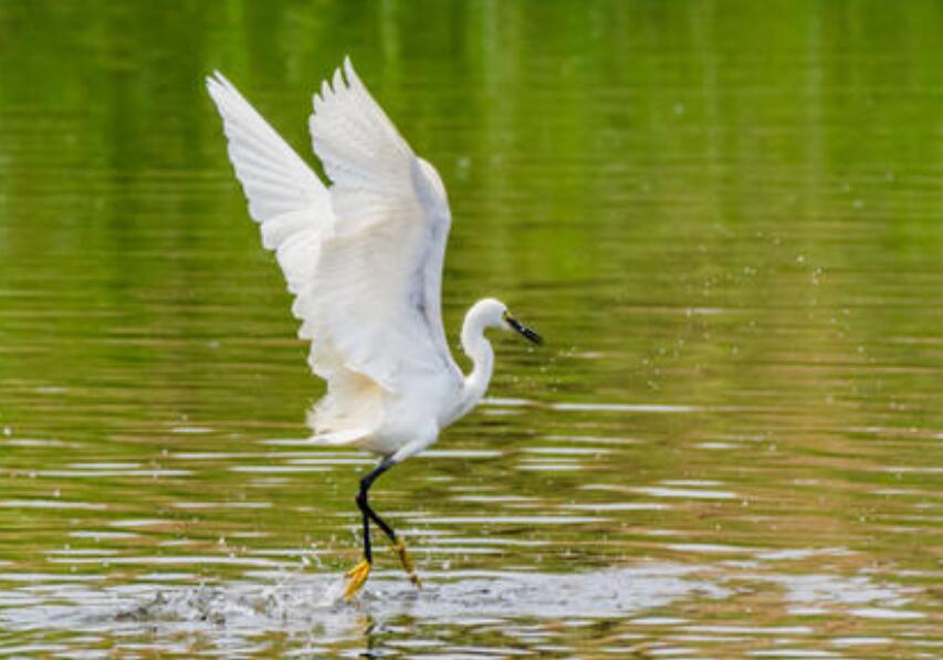 仿写白鹭作文500字