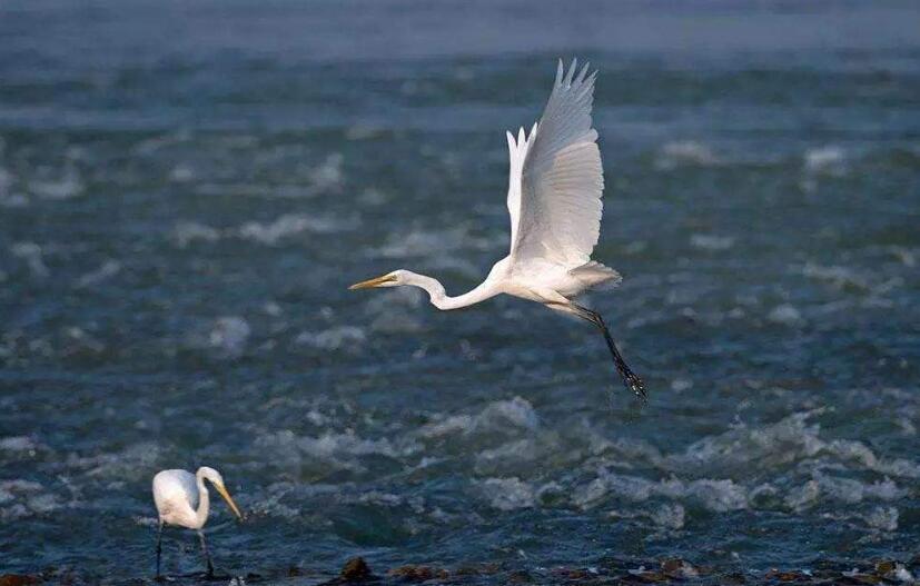 仿写白鹭作文300字