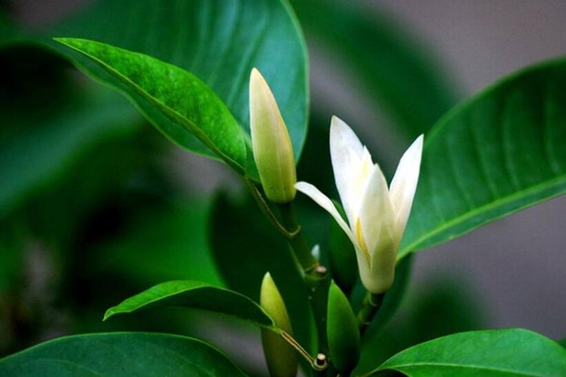 黄桷兰.jpg 黄桷兰.jpg