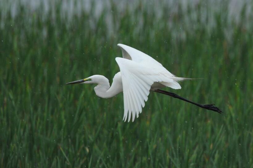白鹭仿写作文500字