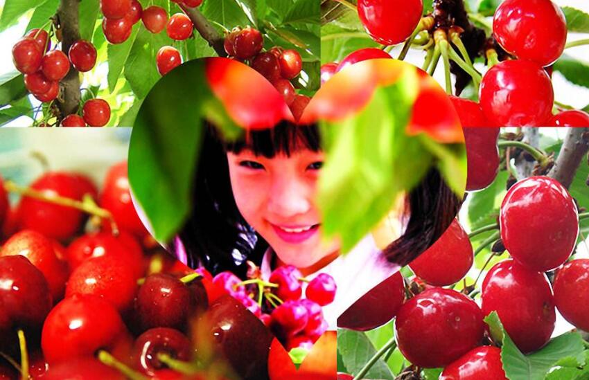 采摘水果作文500字