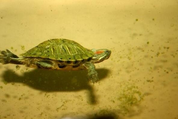 我的小乌龟作文400字