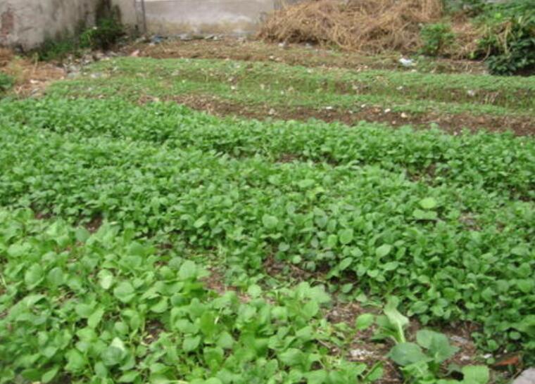 外婆的菜园.jpg 外婆的菜园.jpg