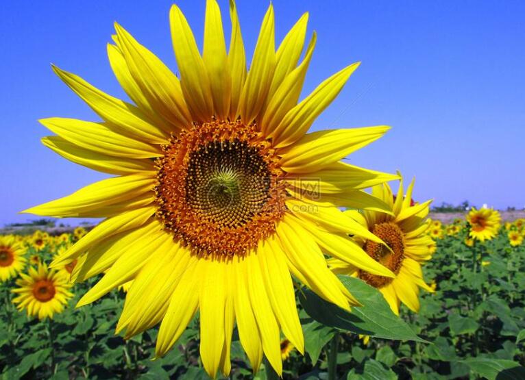 太阳花作文350字