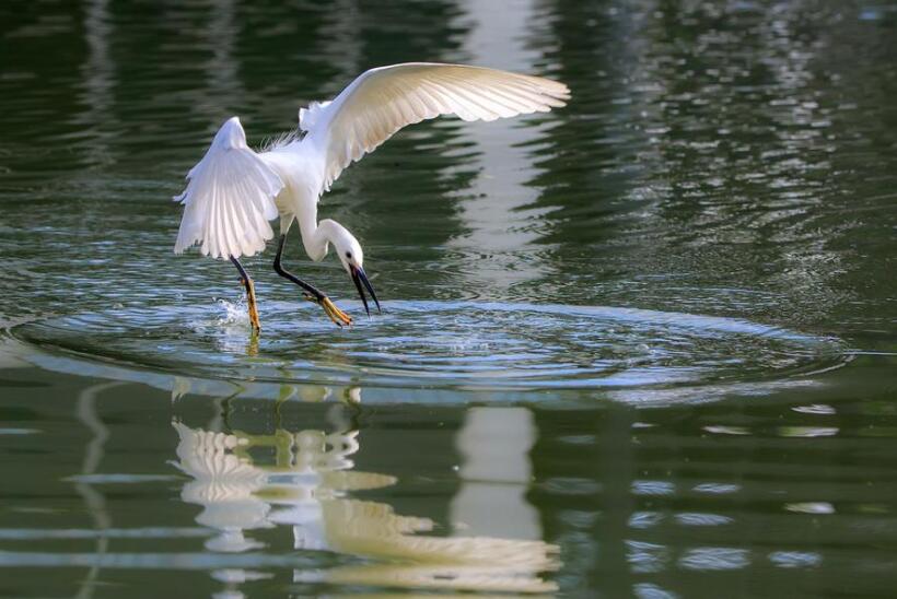仿写白鹭的作文500字