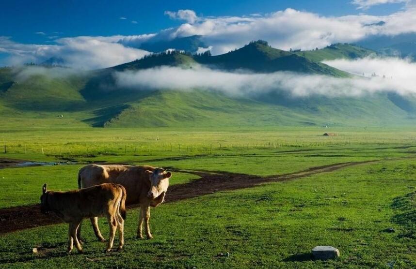 回味作文800字初中