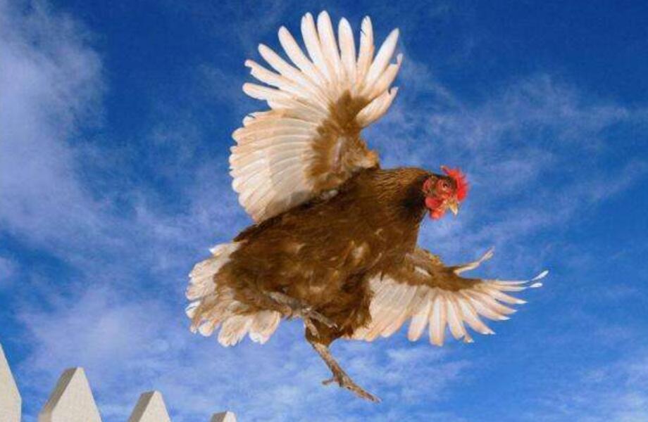 会飞的母鸡作文500字