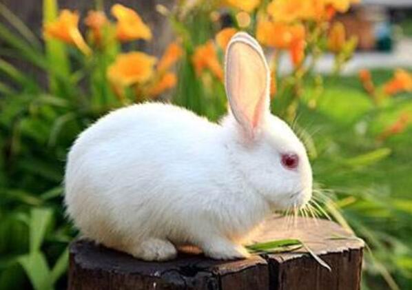 我的动物朋友小白兔作文400字四年级