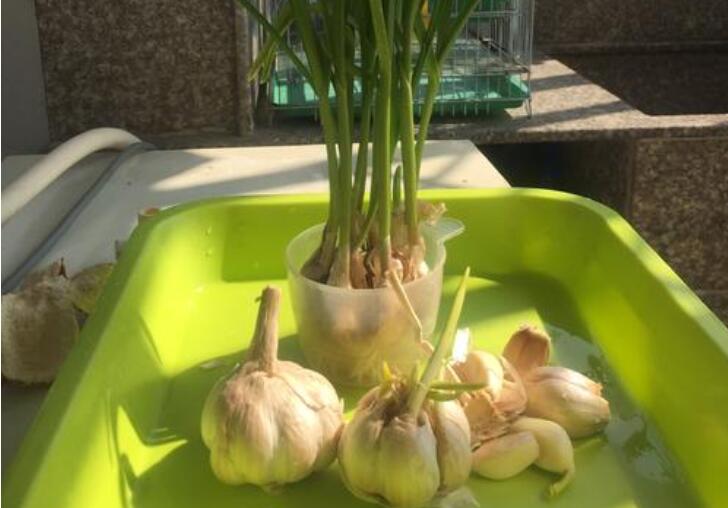 我学会了种大蒜作文400字