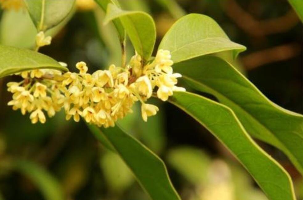 又闻桂花香.jpg 又闻桂花香.jpg