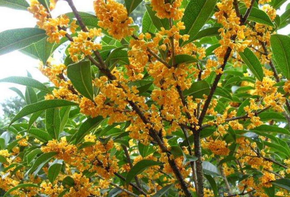 桂花树作文800字