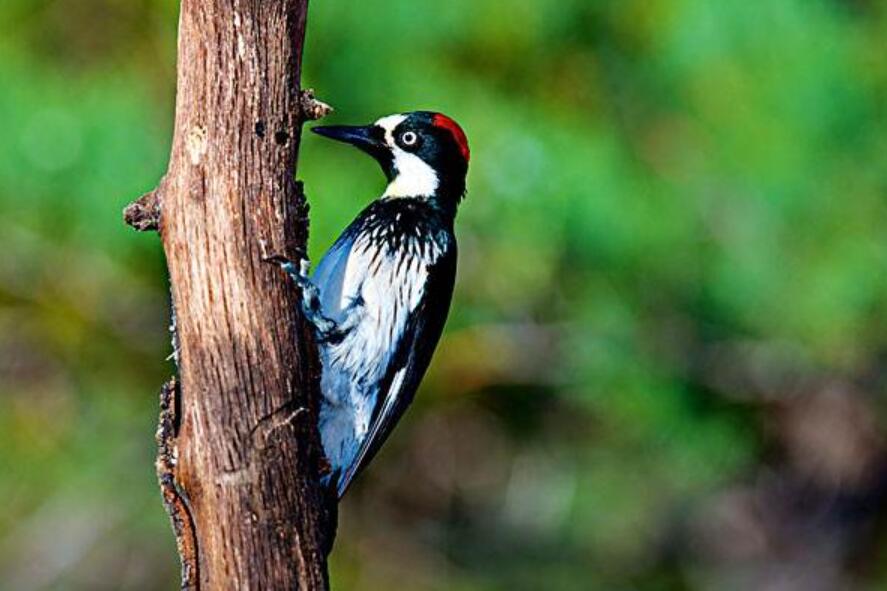 啄木鸟作文400字