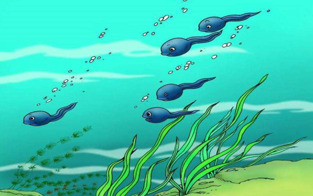 小蝌蚪作文600字